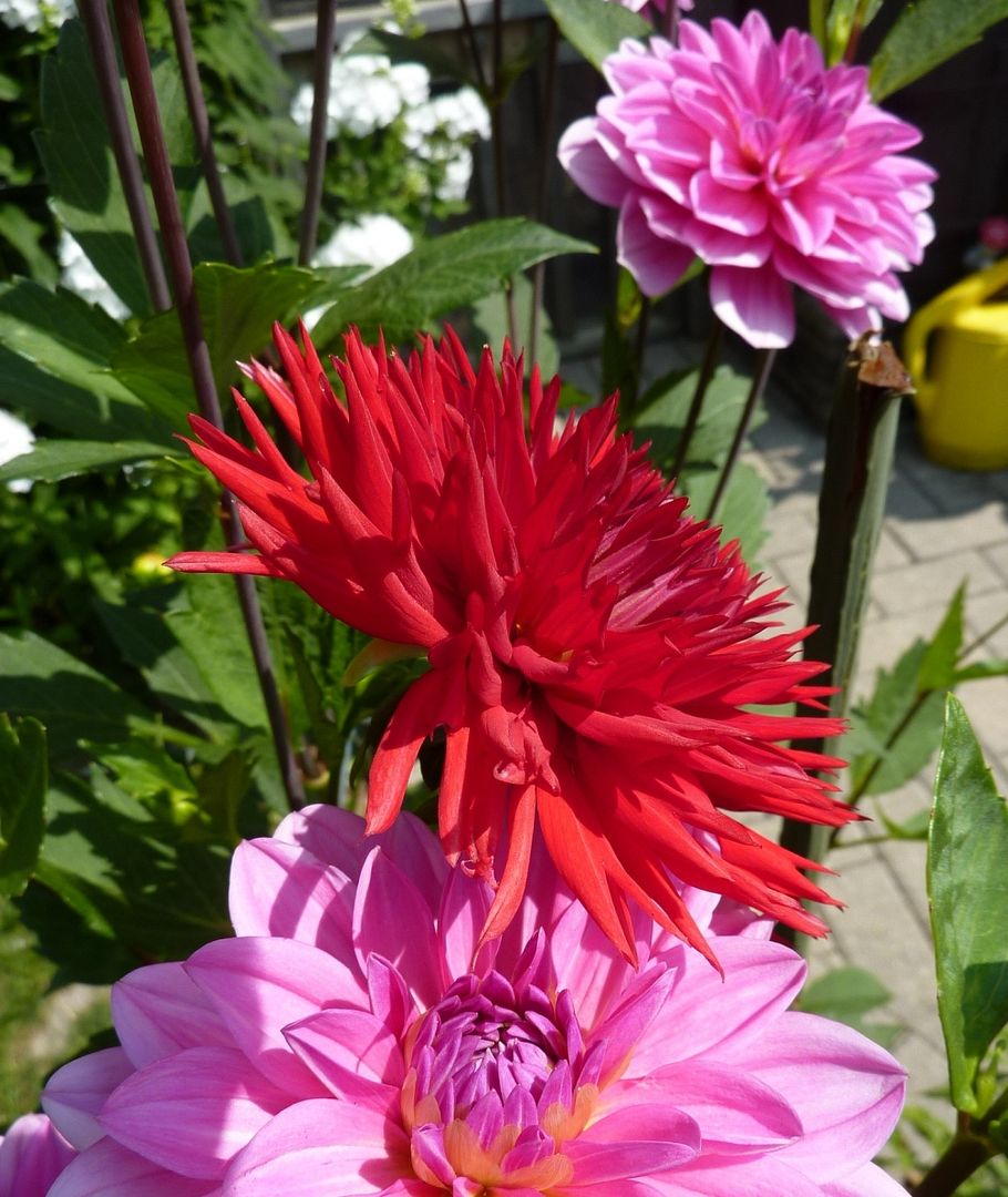 Dahlias